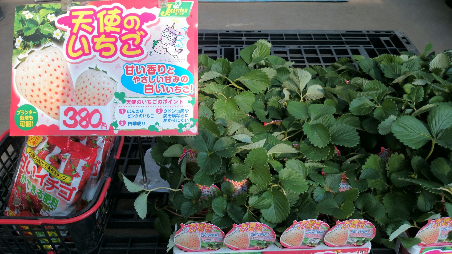 白いイチゴの苗入荷しました 渋谷種苗店最新情報